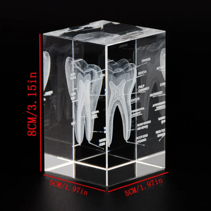 3D 인간 구강 치아 크리스탈 모델 레이저 에칭 해부학 모델 과학 사무실 의학 ..