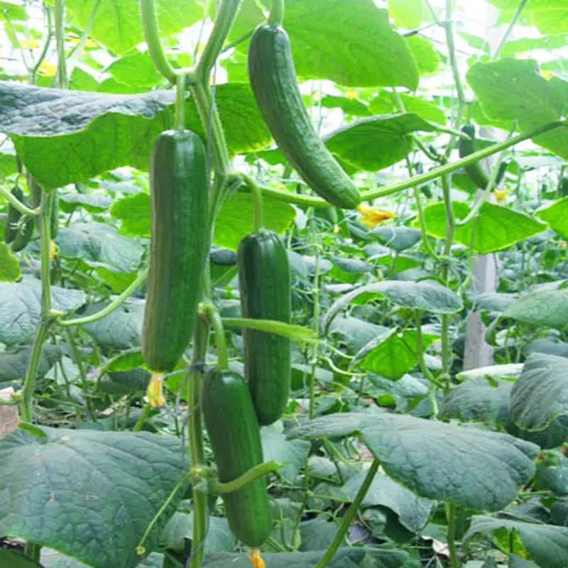 100Pcs Cucumber