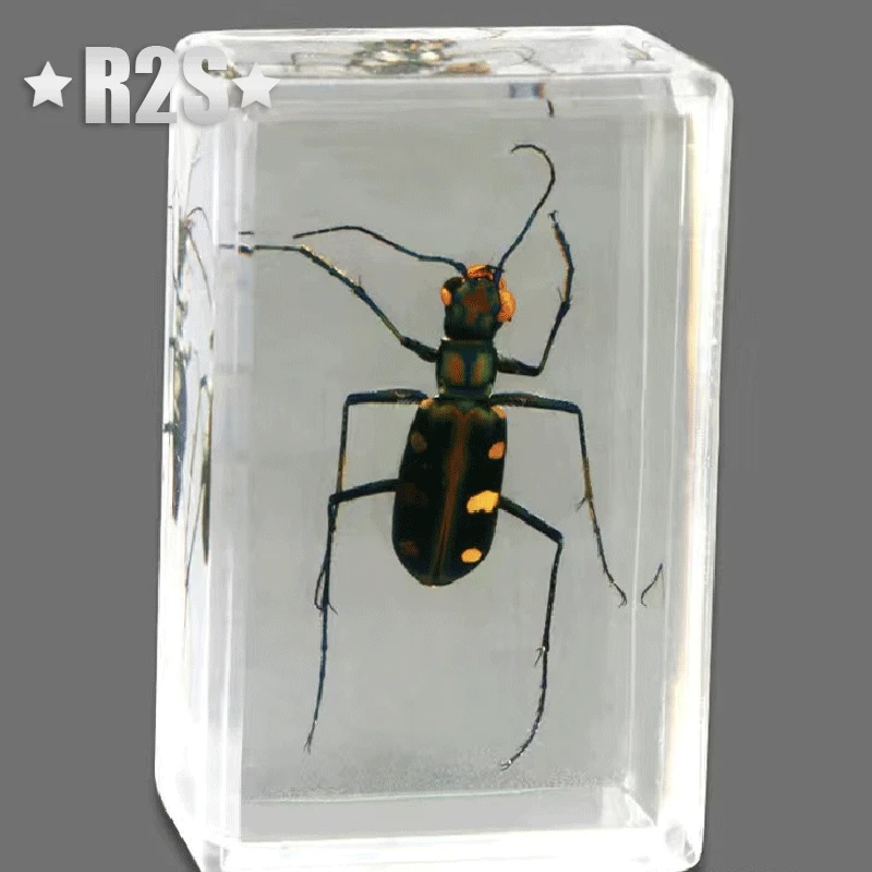 10 Pcs Insect in Resin Specimen Bugs Collection Paperweights Arachnid Resin Spec accessories decoration home in random a lot natural shell ornaments,resin starfish ornaments,butterfly specimen