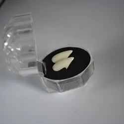 Spooky Cosplay White Vampire Fangs for Halloween Masquerade Parties (1.7cm)