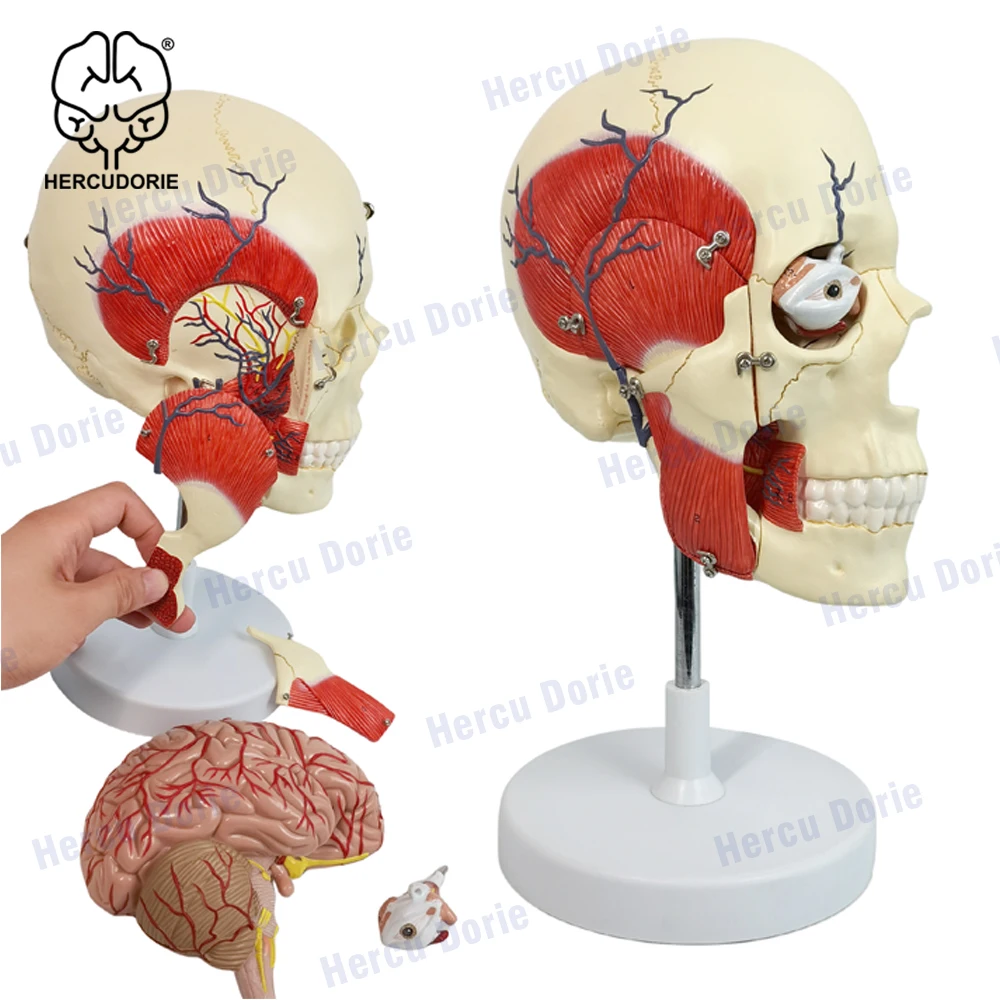 

Модель человеческого мастикатора для мышц, мастикатор для мышц лица, мастикатор для мышц, временная модель для мышц, тригениального нерва, модель анатомии мозга