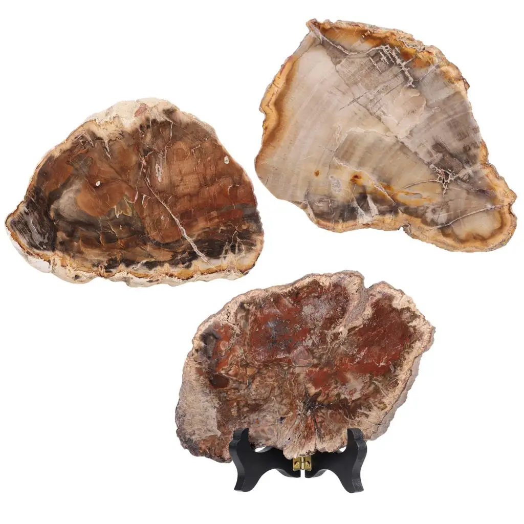Natural Petrified Wood Slab Specimen With Wooden Stand Irregular Minerals Healing Figurine Table Display For Home Decoration