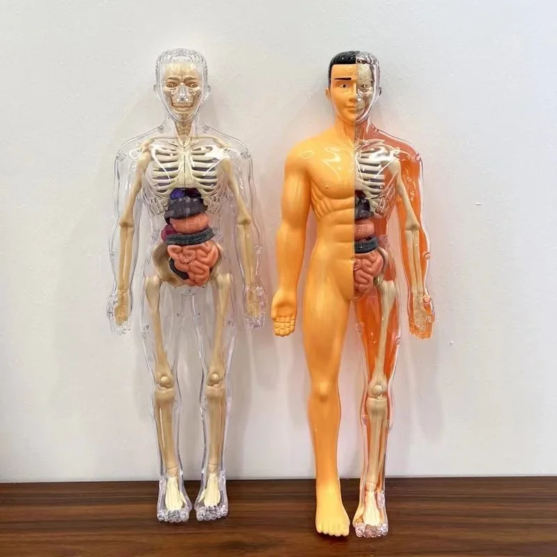 3D Human Body Anatomy Model Children Plastic Diy Skeleton Science Early Learning Aids Educational Toys Detachable Bone Models