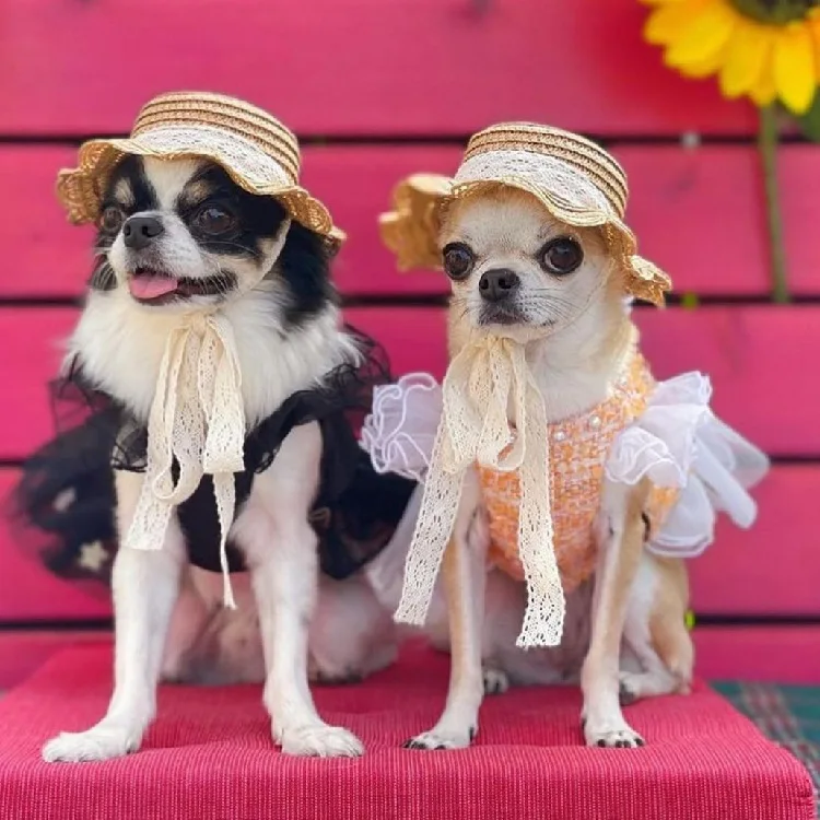 2023 New Pet Hat Cat Dog Summer Lace Grass Hat Cute Pet Headwear Dressing
