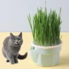 Hierarchical Design Cat Grass Cultivation Cup with Soilless Cultivation Reusable Catnip Growing Container Seed Germination Tray 4