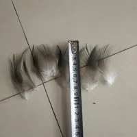 50 PCS Rare Natural Heron Feather 2-3 inches / 5-8 cm 4