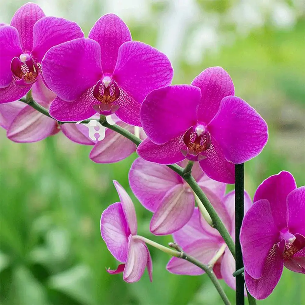 

Гибкий зажим под углом для растений, гибкий зажим под низким давлением для подъема растений под углом 90 градусов, тренажер для сада