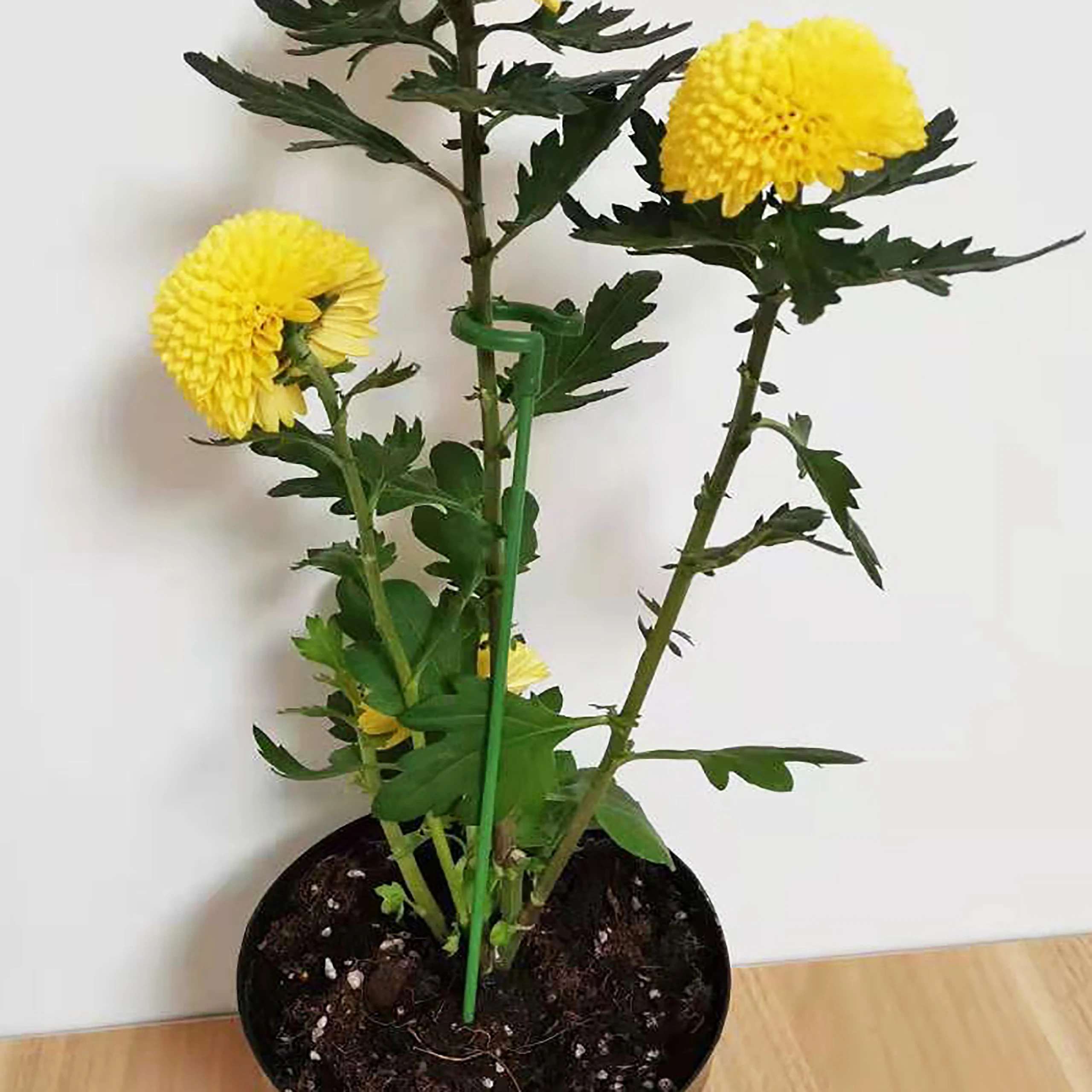 5pcs Plant Bonsai Climbing Support Garden Bonsai Support Stakes Stand Stakes Single Stem Shrub Stand Fixed Pole