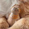 Transparent Cat Hair Storage Box Charm Gacha Cat Hair Storage Capsule Commemorative Collection Bag Keychain Pendant 4