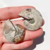 Natural Crystal Slice Mineral Specimen Gemstone Healing Quartz Rare Home Decoration Gifts Fengshui Ammonite Slice Collection 6