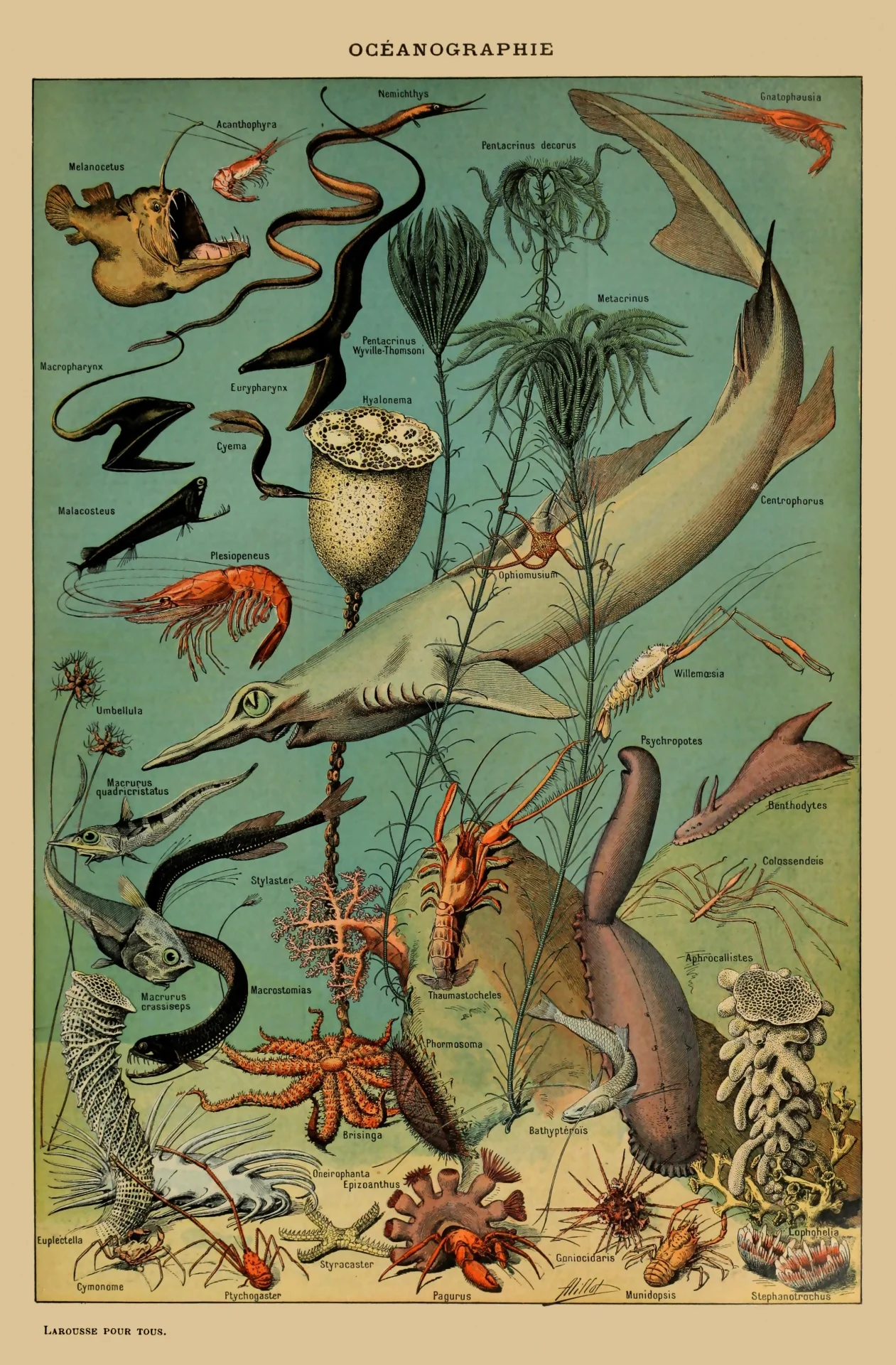 

VINTAGE SEA LIFE Art Picture Print Silk Poster Home Wall Decor
