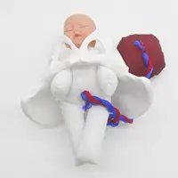 Female Pelvis Model Childbirth Model for Science Education Teaching Study 2