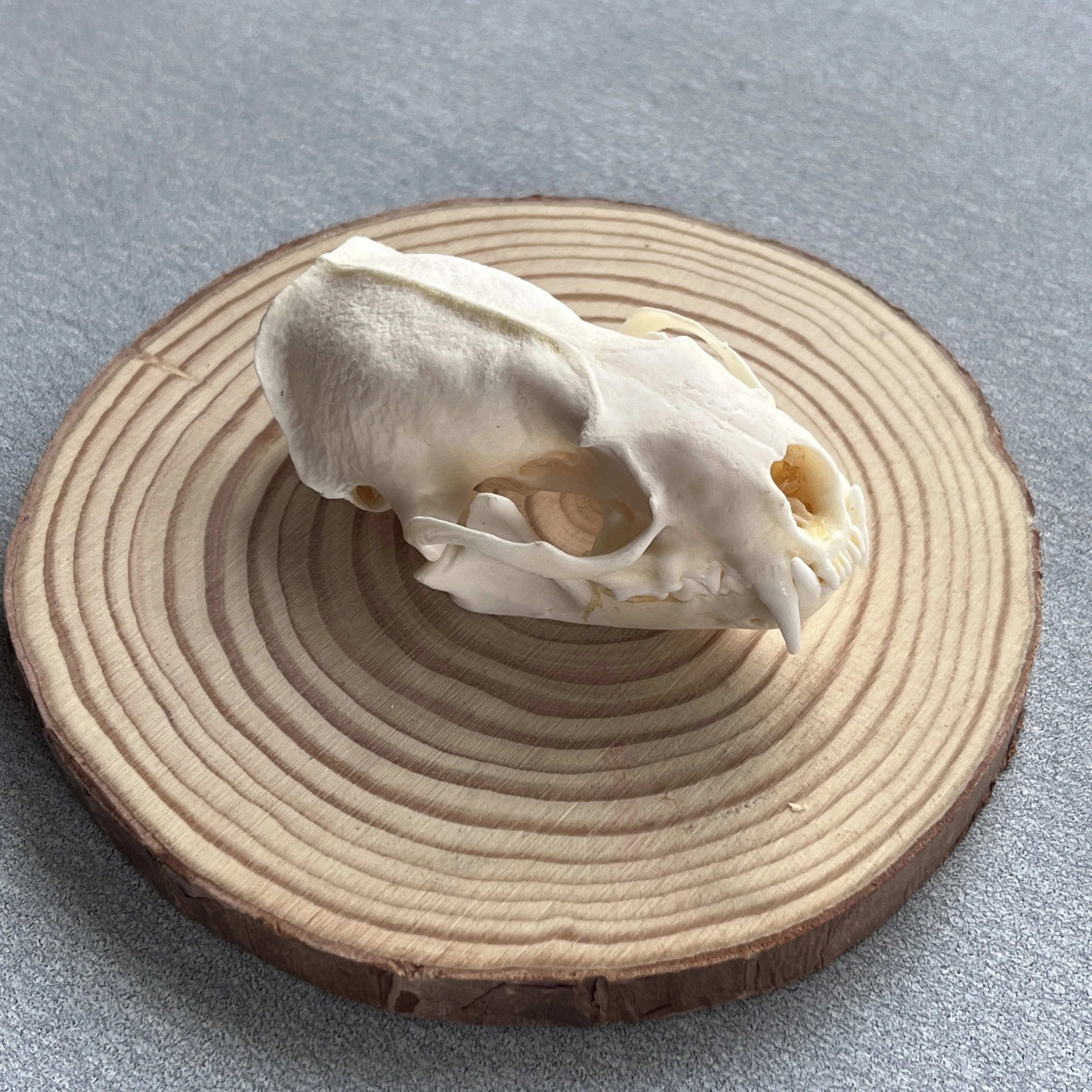 3pcs Taxidermy Combination Real Bone Skull, Home Decor, Specimen Collectibles Study, Special Gifts 6