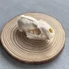 3pcs Taxidermy Combination Real Bone Skull, Home Decor, Specimen Collectibles Study, Special Gifts 6