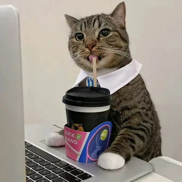 Professional Cat Toilet Factory Store