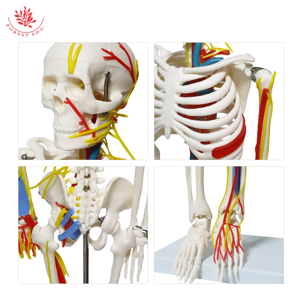 85cm Human FRT013 Skeleton Anatomical Model 1/2 Life Size Include Nerve Blood Vessels,Heart Medical Science Teaching Resource