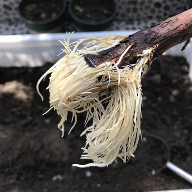 25 G Gyors Gyökérpor Növényi - Image 5