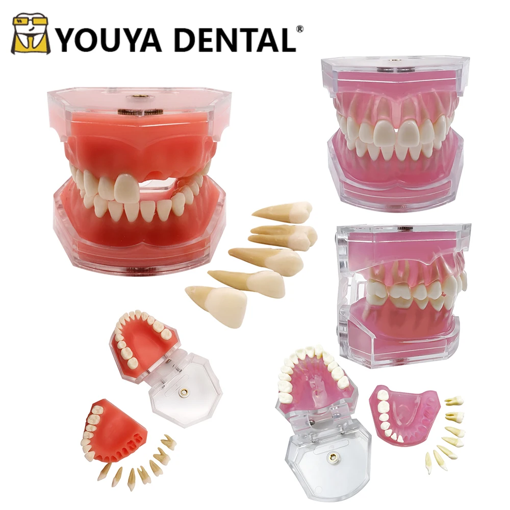 All Teeth Detachable Normal Teeth Model Dental Model For Dentist