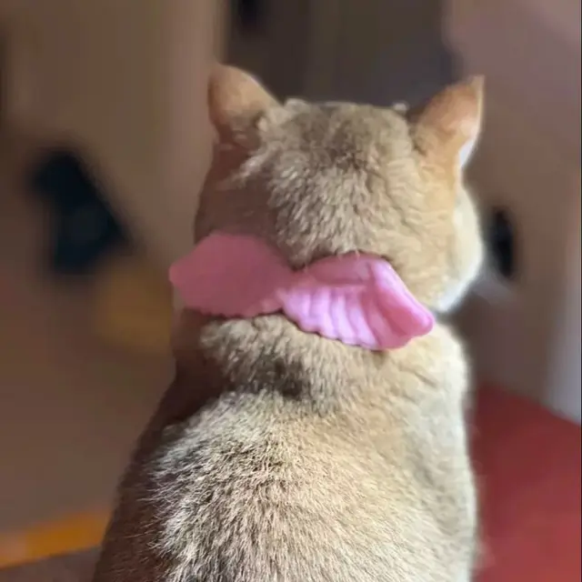 MPK Angel Wings Cat Collar Cute Cat Accessories In Selections Of White & Pink 3 Sizes Available 2