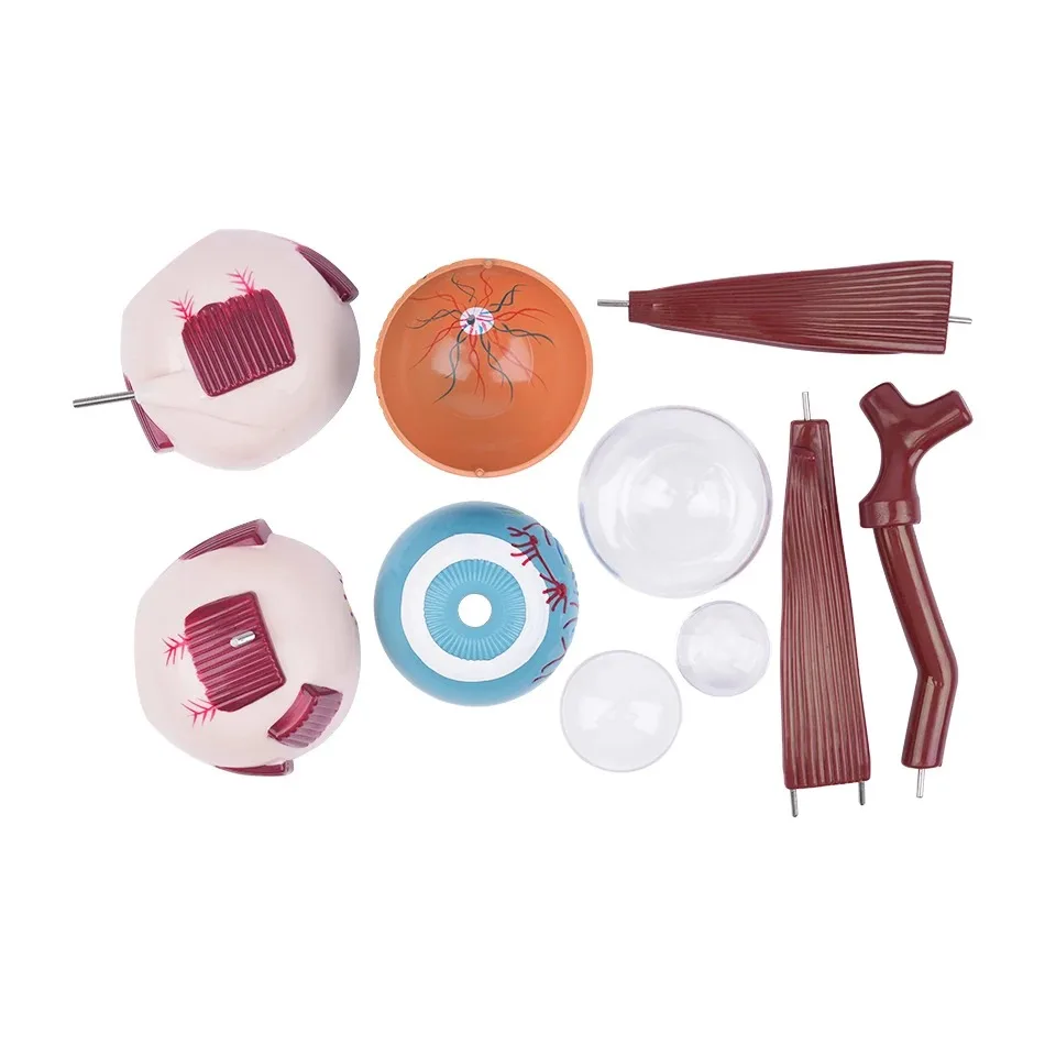 High Quality Biology 3 Times Human Eye Model Giant Anatomy for Science Teaching Medical