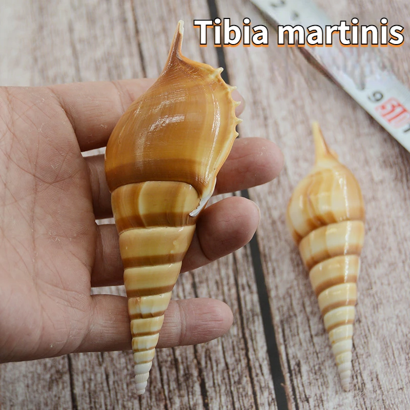 

Tibia Martini Natural Conch Shell Fish Tank Scenery Specimen Conch Home Decoration DIY Craft Festival Gift Beach Decor