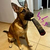 Dog Simulation Cigar Plush Sound Puppy Toys Green Stick Dogs Pet Chew Bite Toy With Squeake Stuffed Raw Dog Joint Toys Spot Good