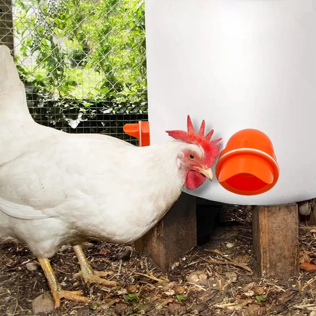 Mangeoire automatique pour poulets, canard et oies, abreuvoir  d'alimentation étanche, équipement de reproduction d'artefact pour poulets  - AliExpress