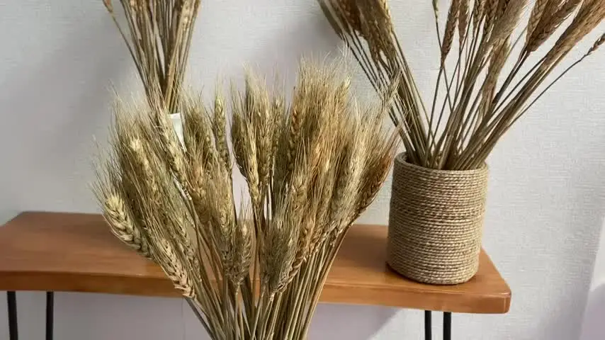 Getrocknete Weizenstiele Für Deko – Natürliches Weizengras, Goldfarben, Ca. 40 Cm, 800 Stück Im Bündel