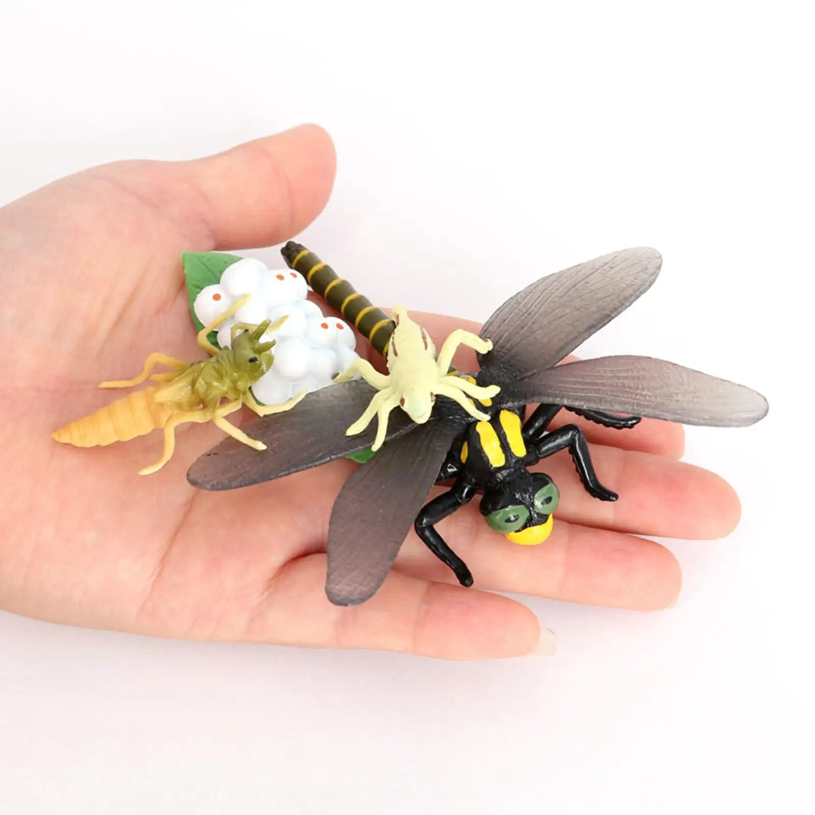 4 Stages Life Cycle of a Dragonfly Simulation Wild Insect Animal Toy Science and Education Toys For Kid Birthday Gift 2