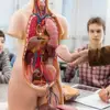 Human Torso Body Model Anatomy Anatomical Medical Internal Organs For Teaching 1
