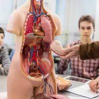 Human Torso Body Model Anatomy Anatomical Medical Internal Organs For Teaching 1