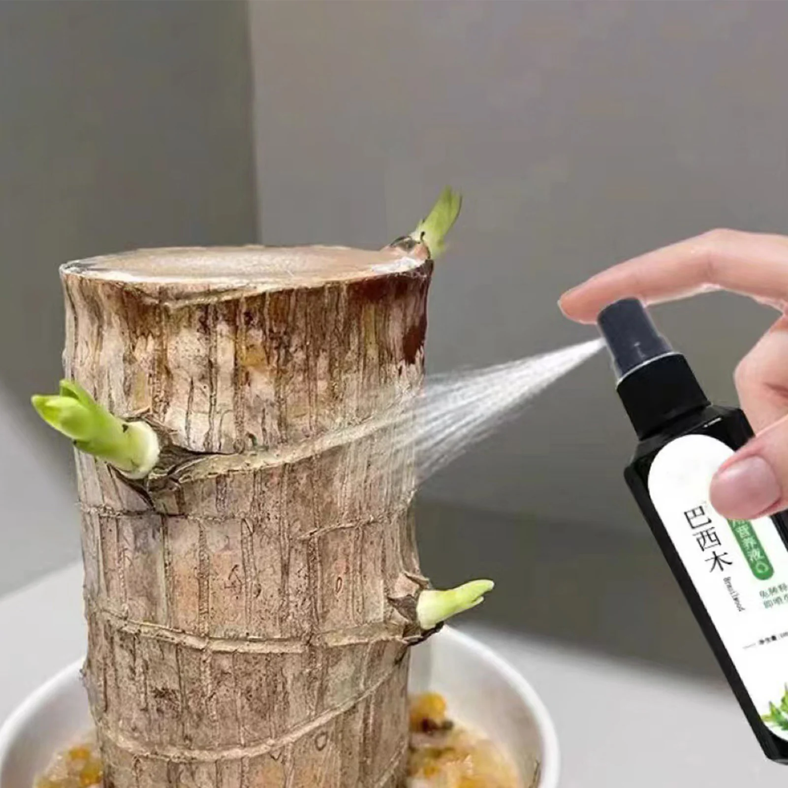 Plant Nutrient Solution 100ml Brazilian Wood Specific Liquid Fertilizer Household Hydroponic
