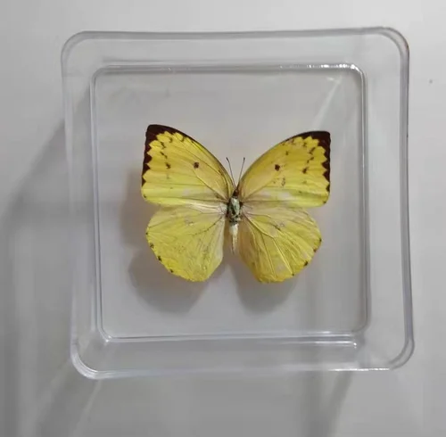 Butterfly Specimen Real Butterfly Specimen Insect Specimen Butterfly Shooting Props DIV Student Teaching Transparent Box Pack 