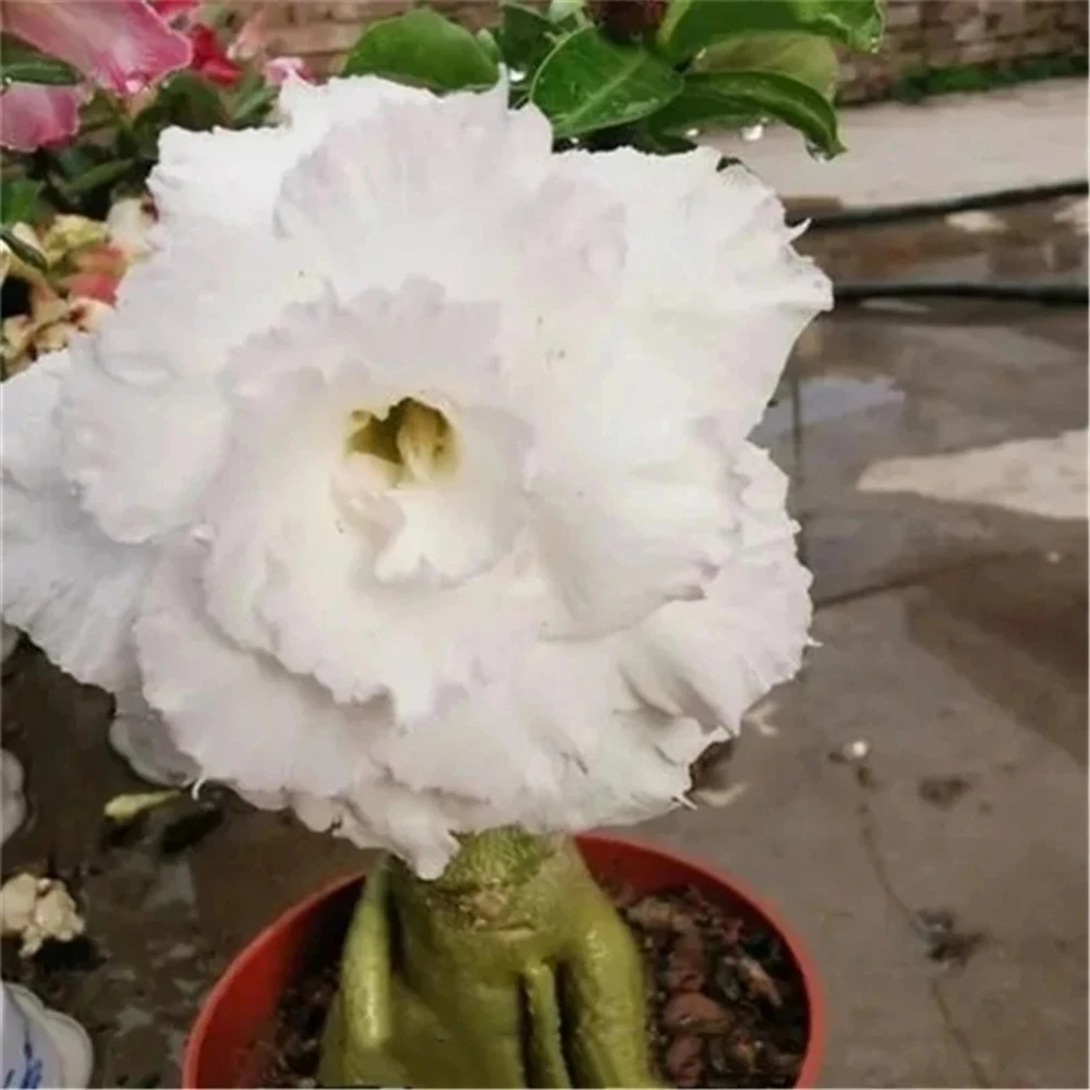 Sideboard Furniture for Desert Rose Flowers Plant Wood
