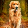1pc Natural Coffee Wooden Dog Chew Toys for Puppy Pet Dogs Teething Stress Relief Molar Teeth Cleaning Safe Chew Sticks Supplies 4