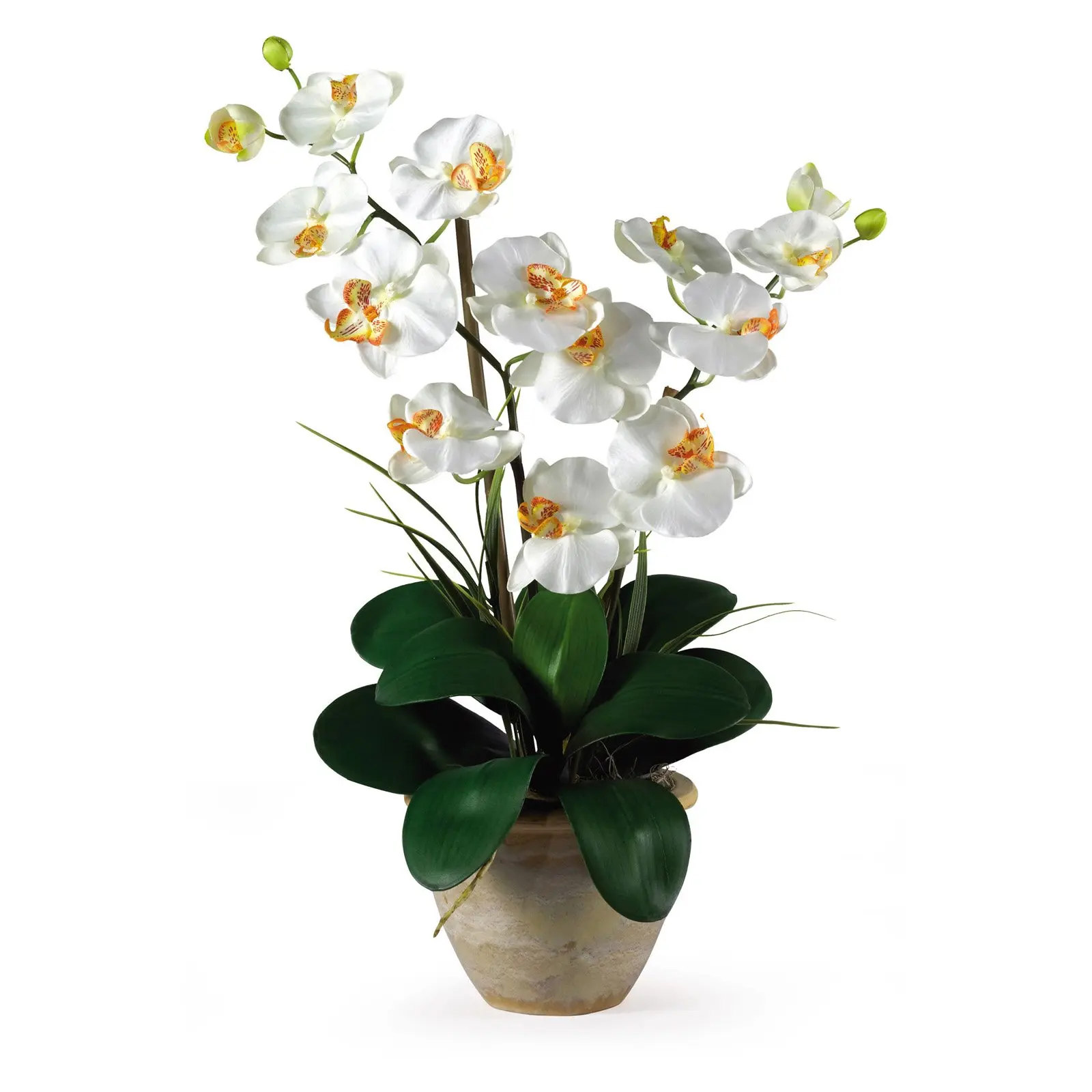 

Double Phalaenopsis Artificial Orchid Flower Arrangement, Cream