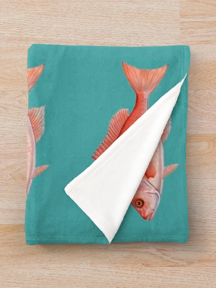 ���� ���� (Lutjanus campainus) ������ ���,  ��� ���� ���