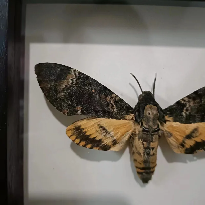 Acherontia lachesis real moth specimen real insect frame home decoration statues for decoration home decoration accessories 5