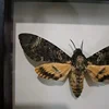 Acherontia lachesis real moth specimen real insect frame home decoration statues for decoration home decoration accessories 5
