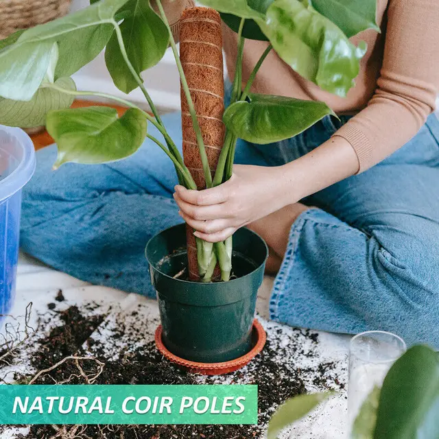 30 ' Moss Pole Mailming Üzemanyag -Támogató Bot Plant Kertészkedés Beltéri Növények Támogatása 2 db - Image 2