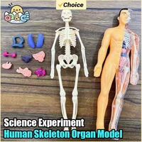 Human Torso Model Children DIY Assembled 3D Puzzle Human with Removable Organ Early Science Education Kid School Medical for Kid 1