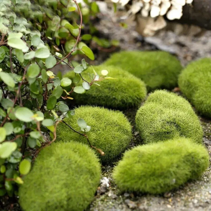 Home Cute Decor Accessori Miniature Mobili In Miniatura 1Pc Stone Moss Garden Craft Fairy Bonsai Plant Decor Marimo Stone