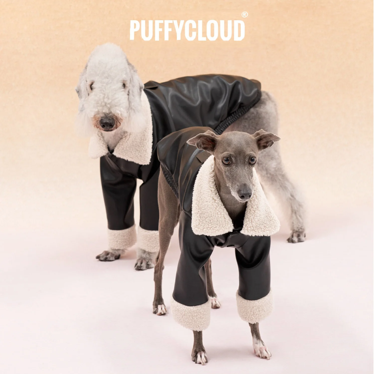 블랙 빈티지 바이커 시어링 칼라 커프스 PU 가죽 재킷 (이탈리안 그레이하운드 캐주얼 코지 2-Leg 패션 코트, 벨링턴용)