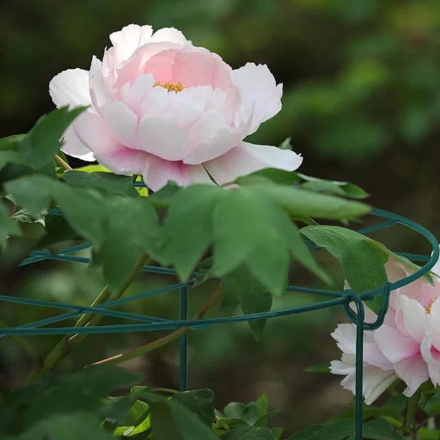 Kerek Növekszenek A Növényi Támogatás Révén 3 Újra Elhelyezhető Lábakkal Fémkert Tartó Gyűrű Kerti Növény Tét Virág Ketrec - Image 3