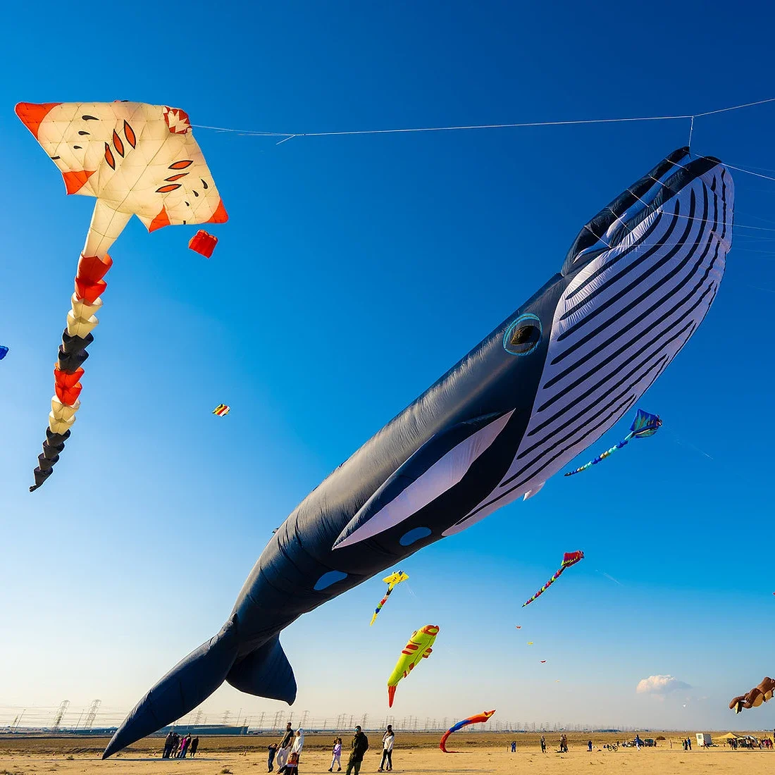 Free Delivery of 9M 30D Whale Soft Kite Beach Nylon Kite Competition Exhibition Kite Festival Easy to Fly and Tear Proof 2