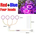 4 Head Red Blue