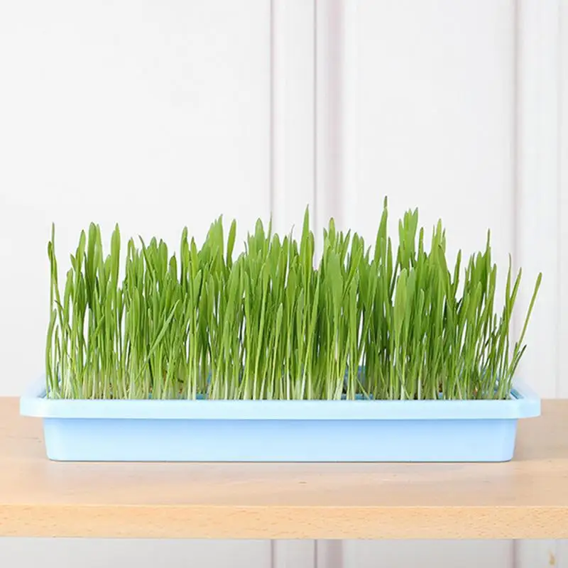 Nursery Tray For Plants Seedling Germination Soil-less Cultivation Tray Microgreens Plant Propagation Trays Healthy Wheatgrass 3