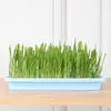 Nursery Tray For Plants Seedling Germination Soil-less Cultivation Tray Microgreens Plant Propagation Trays Healthy Wheatgrass 3