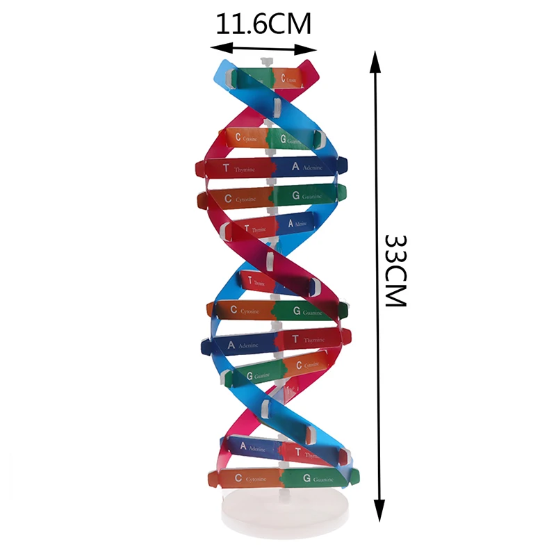 

Human Genes DNA Models Double Helix Science Toys Teaching Learning Education Toy