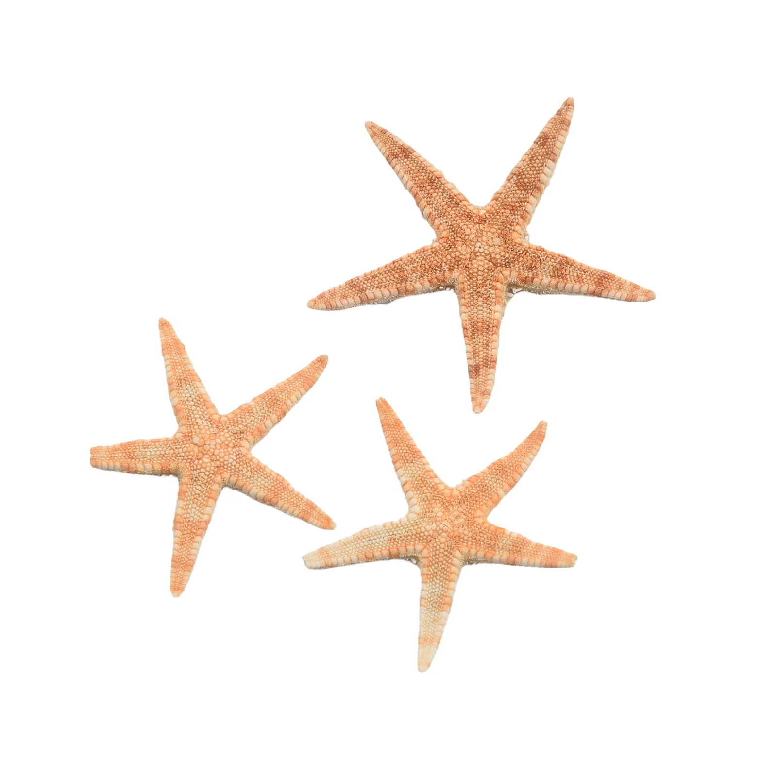 20/50/100pcs Natural Starfish Ornaments for Beach Craft Decor Wedding Party DIY Home Decor